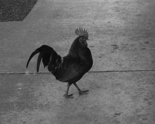 The Rooster